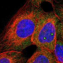 Invitrogen C1orf159 Polyclonal Antibody 100 &mu;L; Unconjugated:Antibodies,