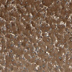 Invitrogen C1orf159 Polyclonal Antibody 100 &mu;L; Unconjugated:Antibodies,