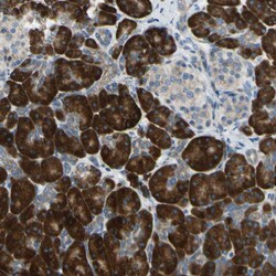 Invitrogen SELS Polyclonal Antibody 100 &mu;L; Unconjugated:Antibodies,