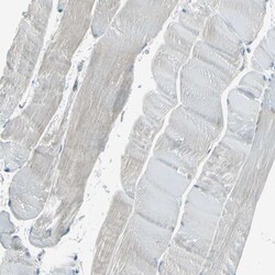 Invitrogen SELS Polyclonal Antibody 100 &mu;L; Unconjugated:Antibodies,