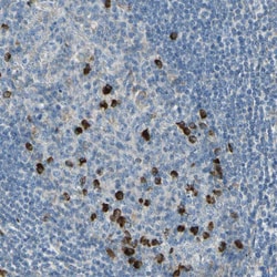 Invitrogen SELS Polyclonal Antibody 100 &mu;L; Unconjugated:Antibodies,