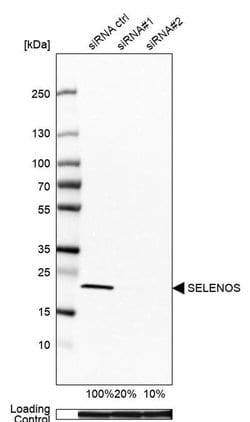 Invitrogen SELS Polyclonal Antibody 100 &mu;L; Unconjugated:Antibodies,