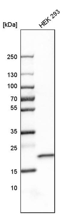 Invitrogen SELS Polyclonal Antibody 100 &mu;L; Unconjugated:Antibodies,