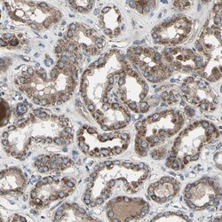 Invitrogen EMC7 Polyclonal Antibody 100 &mu;L; Unconjugated:Antibodies,