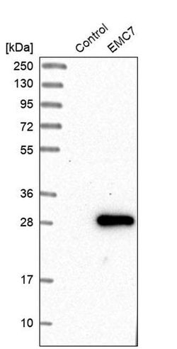 Invitrogen EMC7 Polyclonal Antibody 100 &mu;L; Unconjugated:Antibodies,