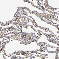Invitrogen GAB3 Polyclonal Antibody 100 &mu;L; Unconjugated:Antikörper