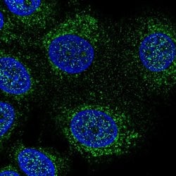Invitrogen DHODH Polyclonal Antibody 100 &mu;L; Unconjugated:Antibodies,