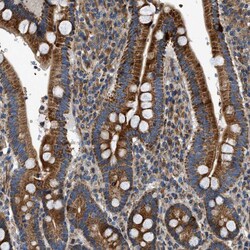 Invitrogen DHODH Polyclonal Antibody 100 &mu;L; Unconjugated:Antibodies,