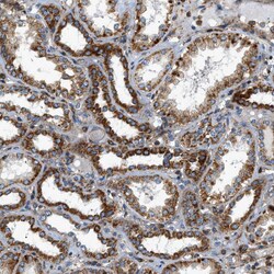 Invitrogen DHODH Polyclonal Antibody 100 &mu;L; Unconjugated:Antibodies,