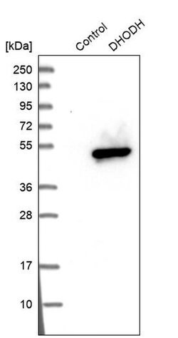 Invitrogen DHODH Polyclonal Antibody 100 &mu;L; Unconjugated:Antibodies,