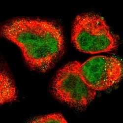 Invitrogen UPK3B Polyclonal Antibody 100 &mu;L; Unconjugated:Antibodies,