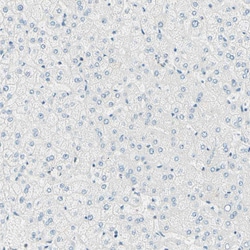 Invitrogen UPK3B Polyclonal Antibody 100 &mu;L; Unconjugated:Antibodies,