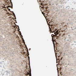 Invitrogen UPK3B Polyclonal Antibody 100 &mu;L; Unconjugated:Antibodies,