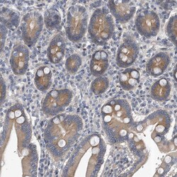 Invitrogen PCDH8 Polyclonal Antibody 100 &mu;L; Unconjugated:Antibodies,