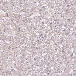 Invitrogen CLPS Polyclonal Antibody 100 &mu;L; Unconjugated:Antibodies,