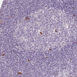 Invitrogen CLPS Polyclonal Antibody 100 &mu;L; Unconjugated:Antibodies,