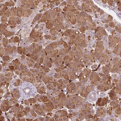 Invitrogen CLPS Polyclonal Antibody 100 &mu;L; Unconjugated:Antibodies,