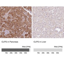 Invitrogen CLPS Polyclonal Antibody 100 &mu;L; Unconjugated:Antibodies,