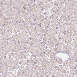 Invitrogen CLPS Polyclonal Antibody 100 &mu;L; Unconjugated:Antibodies,
