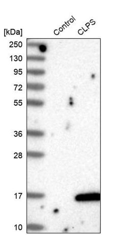 Invitrogen CLPS Polyclonal Antibody 100 &mu;L; Unconjugated:Antibodies,
