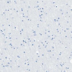 Invitrogen MFAP5 Polyclonal Antibody 100 &mu;L; Unconjugated:Antibodies,