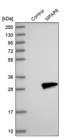 Invitrogen MFAP5 Polyclonal Antibody 100 &mu;L; Unconjugated:Antibodies,