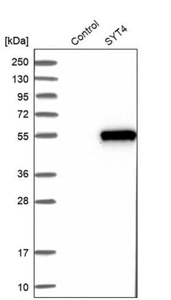 Synaptotagmin 4 Polyclonal Antibody, Invitrogen 100 &mu;L; Unconjugated:Antibodies,