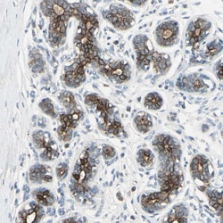 Invitrogen TIMM21 Polyclonal Antibody 100 &mu;L; Unconjugated:Antibodies,