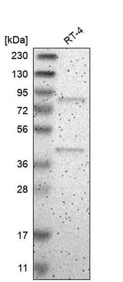 Invitrogen ARHGEF16 Polyclonal Antibody 100 &mu;L | Buy Online | Invitrogen&trade; | Fisher Scientific