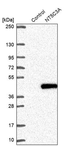 Invitrogen NT5C3A Polyclonal Antibody 100 &mu;L; Unconjugated:Antibodies,