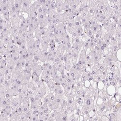Invitrogen C12orf53 Polyclonal Antibody 100 &mu;L; Unconjugated:Antibodies,