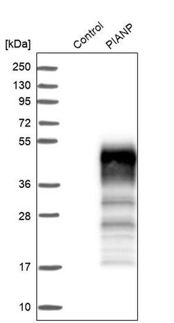 Invitrogen C12orf53 Polyclonal Antibody 100 &mu;L; Unconjugated:Antibodies,