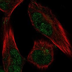 Invitrogen FAM189A1 Polyclonal Antibody 100 &mu;L; Unconjugated:Antibodies,