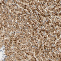 Invitrogen FAM189A1 Polyclonal Antibody 100 &mu;L; Unconjugated:Antibodies,