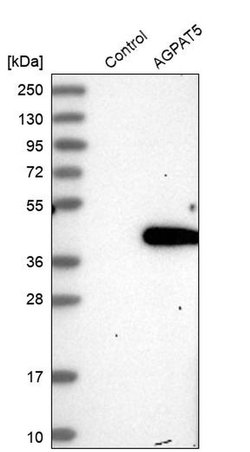 Invitrogen AGPAT5 Polyclonal Antibody 100 &mu;L; Unconjugated:Antibodies,
