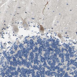 Invitrogen TMEM59L Polyclonal Antibody 100 &mu;L; Unconjugated:Antibodies,