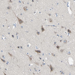 Invitrogen TMEM59L Polyclonal Antibody 100 &mu;L; Unconjugated:Antibodies,
