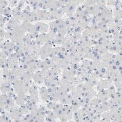 Invitrogen TMEM59L Polyclonal Antibody 100 &mu;L; Unconjugated:Antibodies,