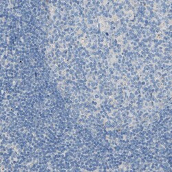 Invitrogen TMEM59L Polyclonal Antibody 100 &mu;L; Unconjugated:Antibodies,