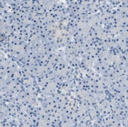 Invitrogen ATP1B2 Polyclonal Antibody 100 &mu;L; Unconjugated:Antibodies,