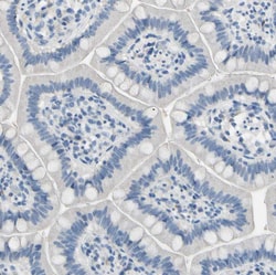 Invitrogen ATP1B2 Polyclonal Antibody 100 &mu;L; Unconjugated:Antibodies,