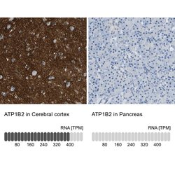 Invitrogen ATP1B2 Polyclonal Antibody 100 &mu;L; Unconjugated:Antibodies,