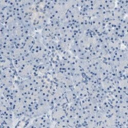 Invitrogen ATP1B2 Polyclonal Antibody 100 &mu;L; Unconjugated:Antibodies,