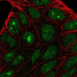 Invitrogen PRRG2 Polyclonal Antibody 100 &mu;L; Unconjugated:Antibodies,
