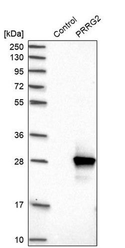 Invitrogen PRRG2 Polyclonal Antibody 100 &mu;L; Unconjugated:Antibodies,