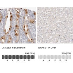 Invitrogen DNASE1 Polyclonal Antibody 100 &mu;L; Unconjugated:Antibodies,