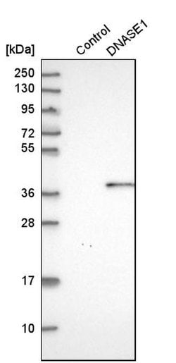 Invitrogen DNASE1 Polyclonal Antibody 100 &mu;L; Unconjugated:Antibodies,