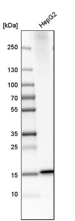 Invitrogen MGST2 Polyclonal Antibody 100 &mu;L; Unconjugated:Antibodies,