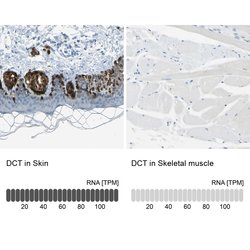 Invitrogen DCT Polyclonal Antibody 100 &mu;L; Unconjugated:Antibodies,