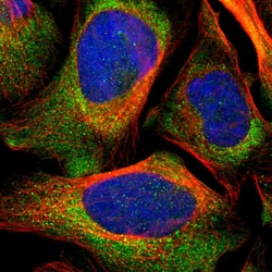 Invitrogen LRIG3 Polyclonal Antibody 100 &mu;L; Unconjugated:Antibodies,